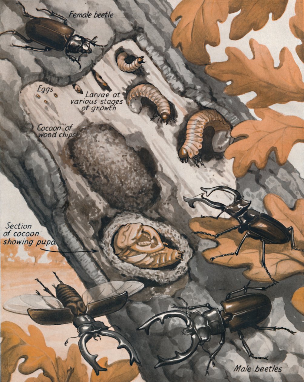 The Story of the Largest British Beetle by Unbekannt