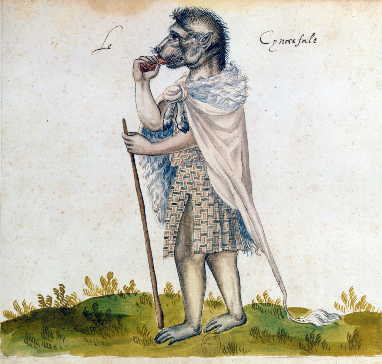 The Cynocephalus, 15th century by Unbekannt