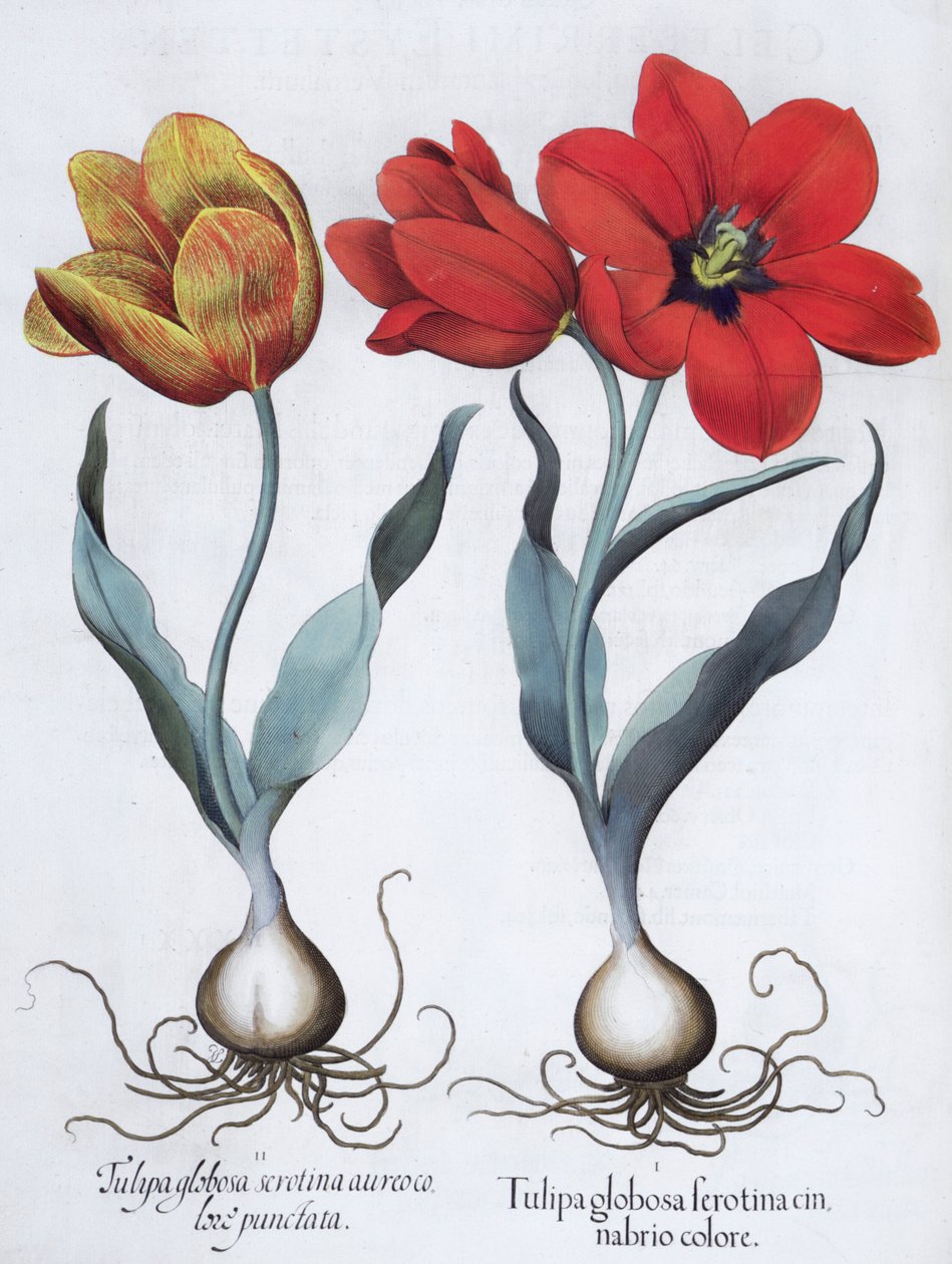Tulips by Unbekannt