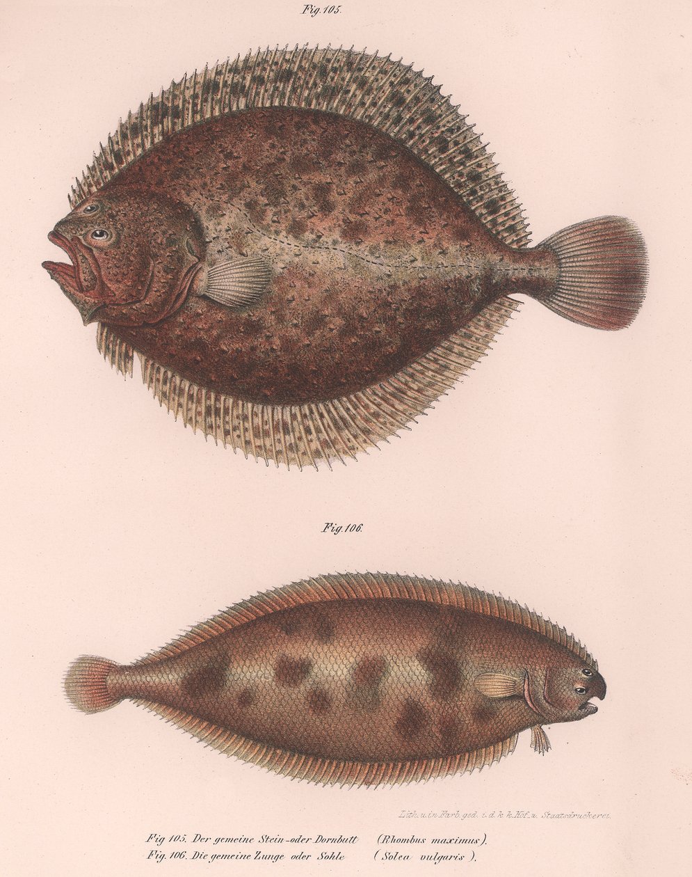 Turbot, Rhombus maximus, Common Sole Solea vulgaris by Unbekannt