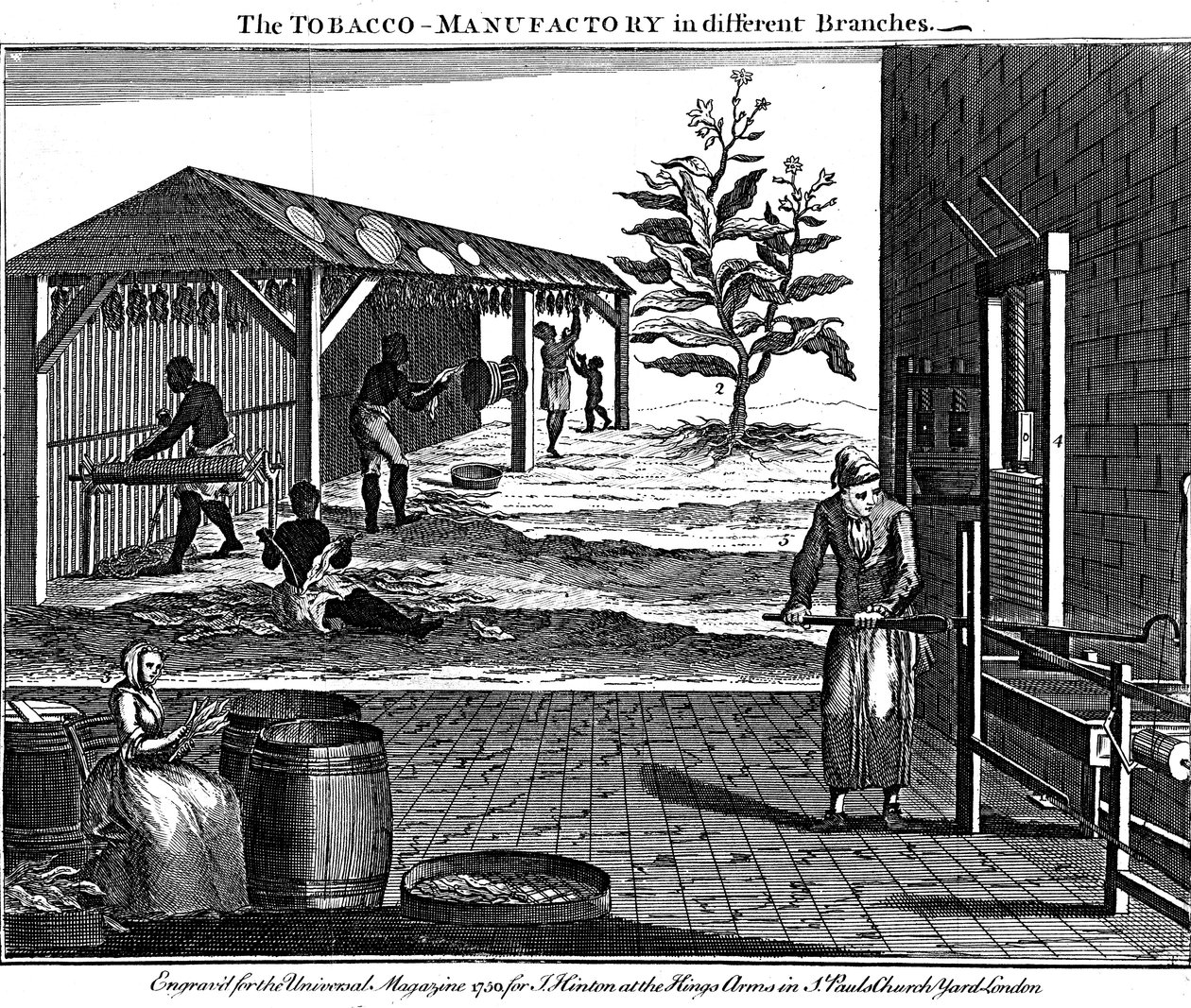 Various stages in the production of tobacco, Virginia, USA, 1750 by Unbekannt