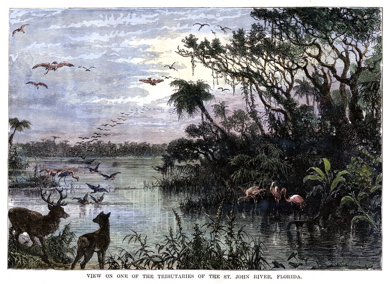 View on One of the Tributaries of the St John River, Florida, 19th century