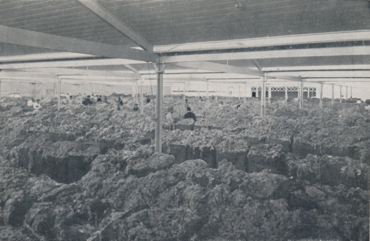 Wool for Sale in a Melbourne Showroom by Unbekannt
