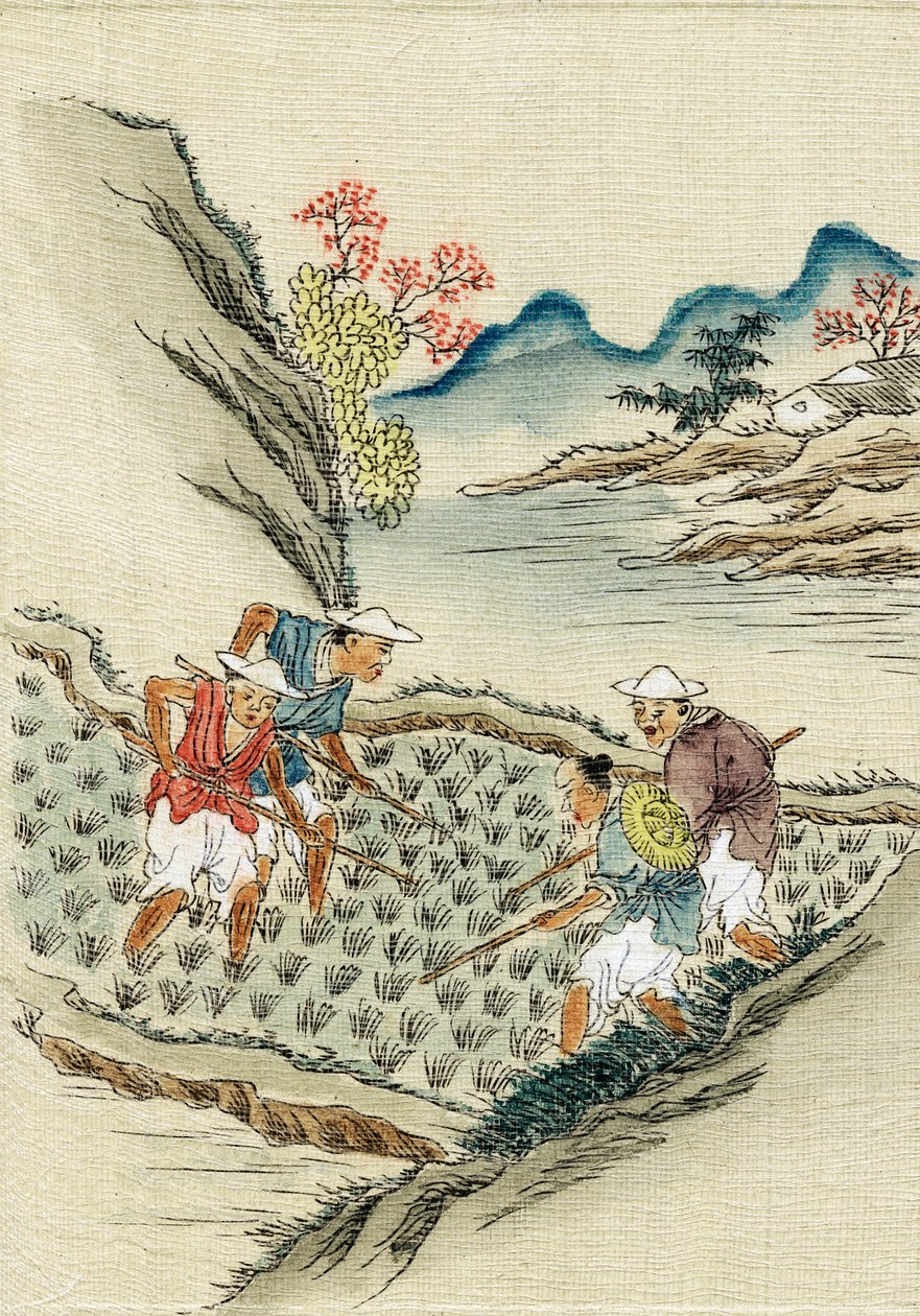 Workers cultivating rice in a paddy field by Unbekannt