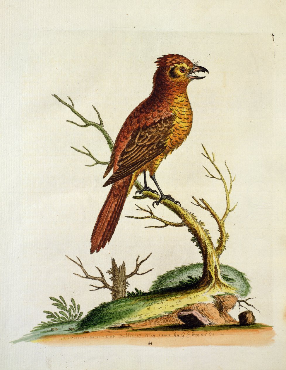 Indian Great Crested Bulcher Bird, published May 1742 by G.E. Inard by Unbekannt Unbekannt