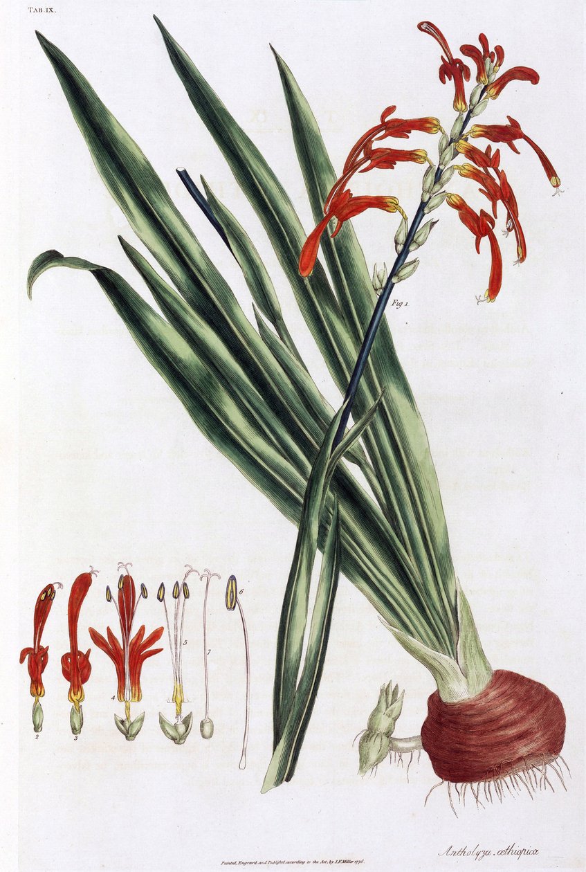 African corn lily (Mais a lys d