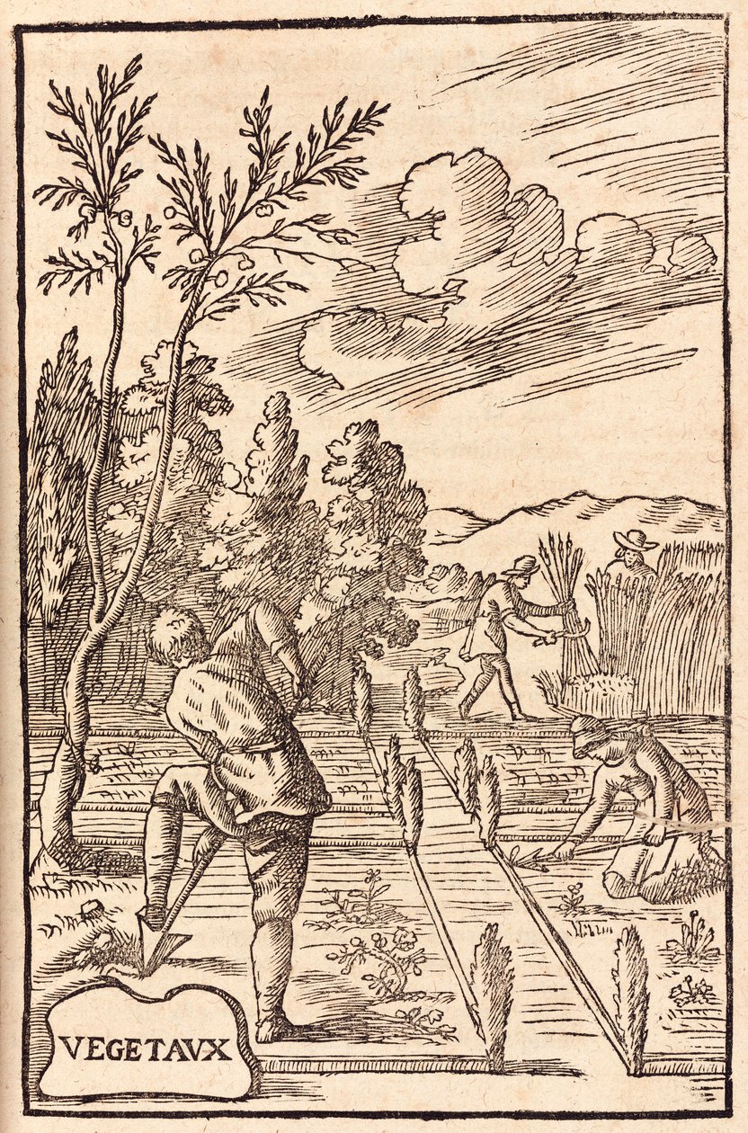 Agriculture: Farmers and Farm Workers Digging, Hoeing and Harvesting by Unbekannt