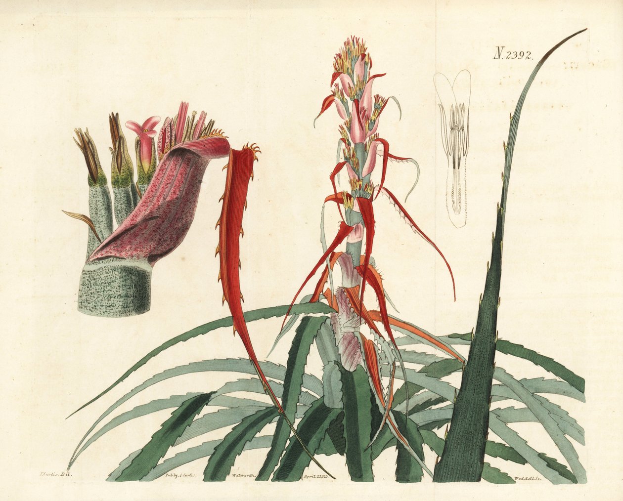 Aguava, Bromelia Alsodes (Narrow Leaved Pineapple) by Unbekannter Künstler