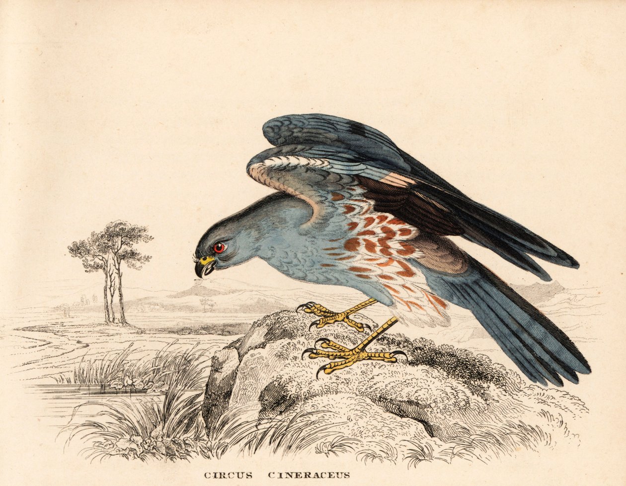 Ash-coloured harrier, Circus cineraceus. Handcoloured steel engraving from Georg Friedrich Treitschke