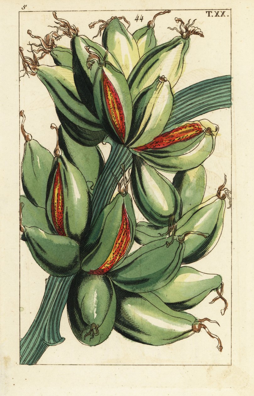 Banana Fruit Growing Upright on the Branch, Musa Sapientum by Unbekannter Künstler