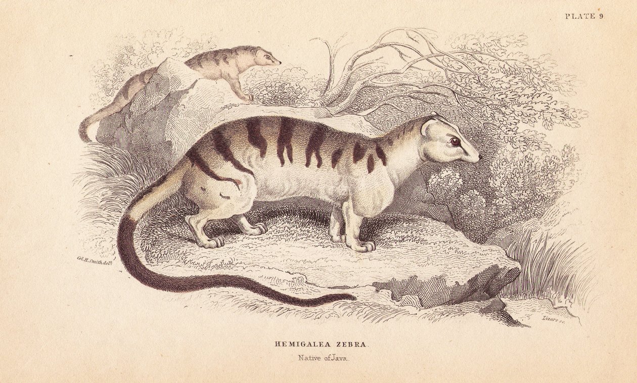 Banded Palm Civet Cat, Hemigalus derbyanus (Hemigalea zebra). Threatened by Unbekannter Künstler