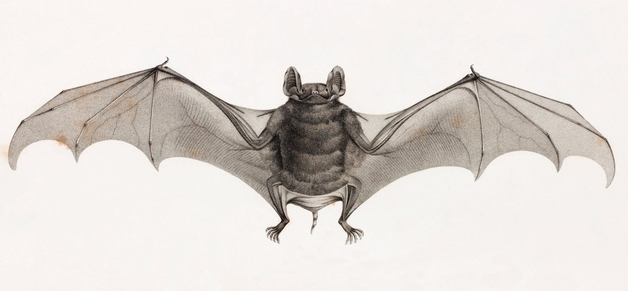 Bats in Egypt by Unbekannt
