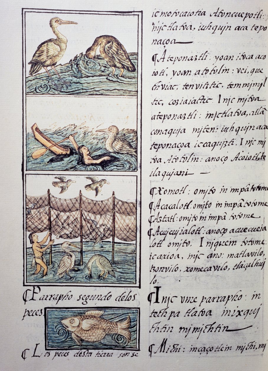 Bird hunting of the lake, page from the Florentine Codex, bilingual version in Spanish and Nahuatl, General History of the Things of New Spain, by the Spanish missionary Fray Bernardino de Sahagun (1499-1590) by Benjamin Baud