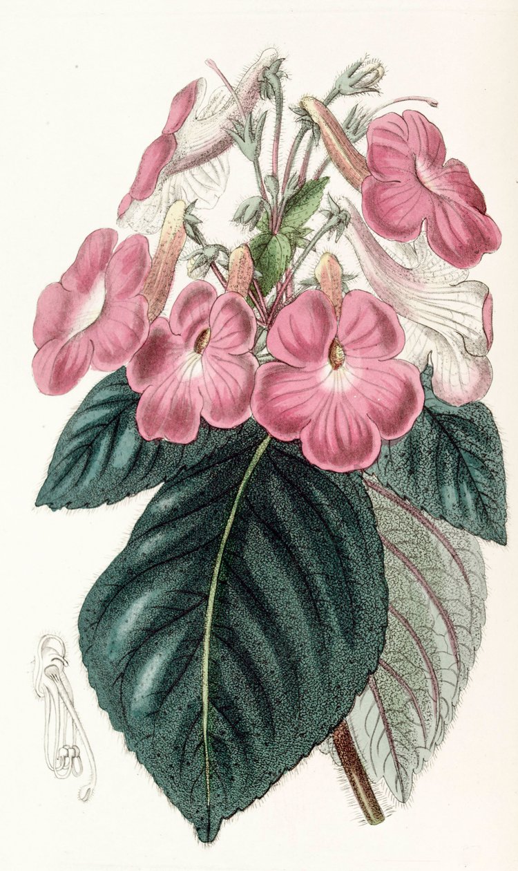 Botanical illustration / Achimenes Grandiflora / Achimene has large flowers by Unbekannt