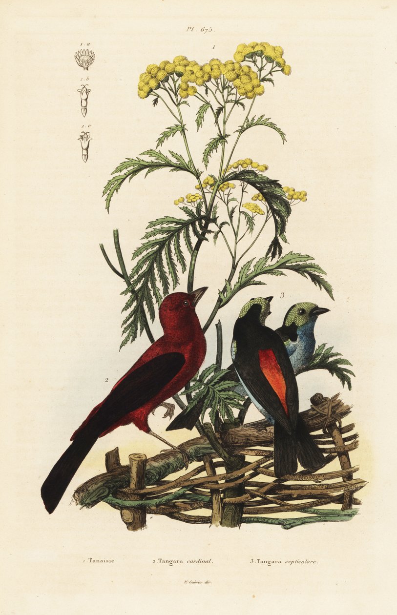 Brazilian tanager, Ramphocelus bresilius, and paradise tanager, Tangara chilensis by Unbekannt