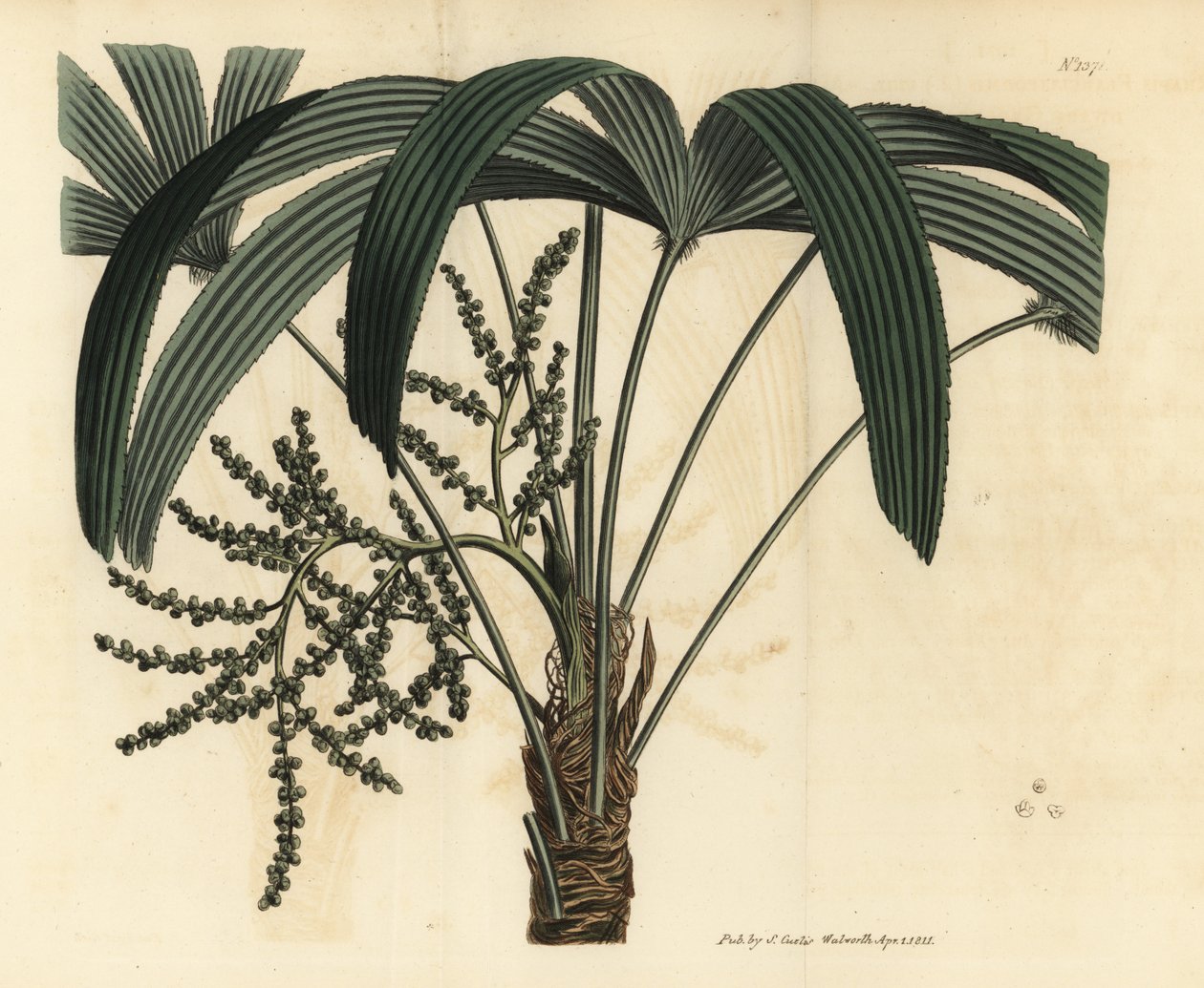 Broadleaf lady palm by Unbekannt