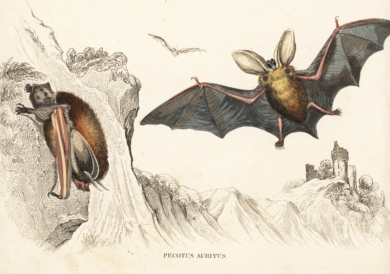 Brown long-eared bat or common long-eared bat by Unbekannter Künstler