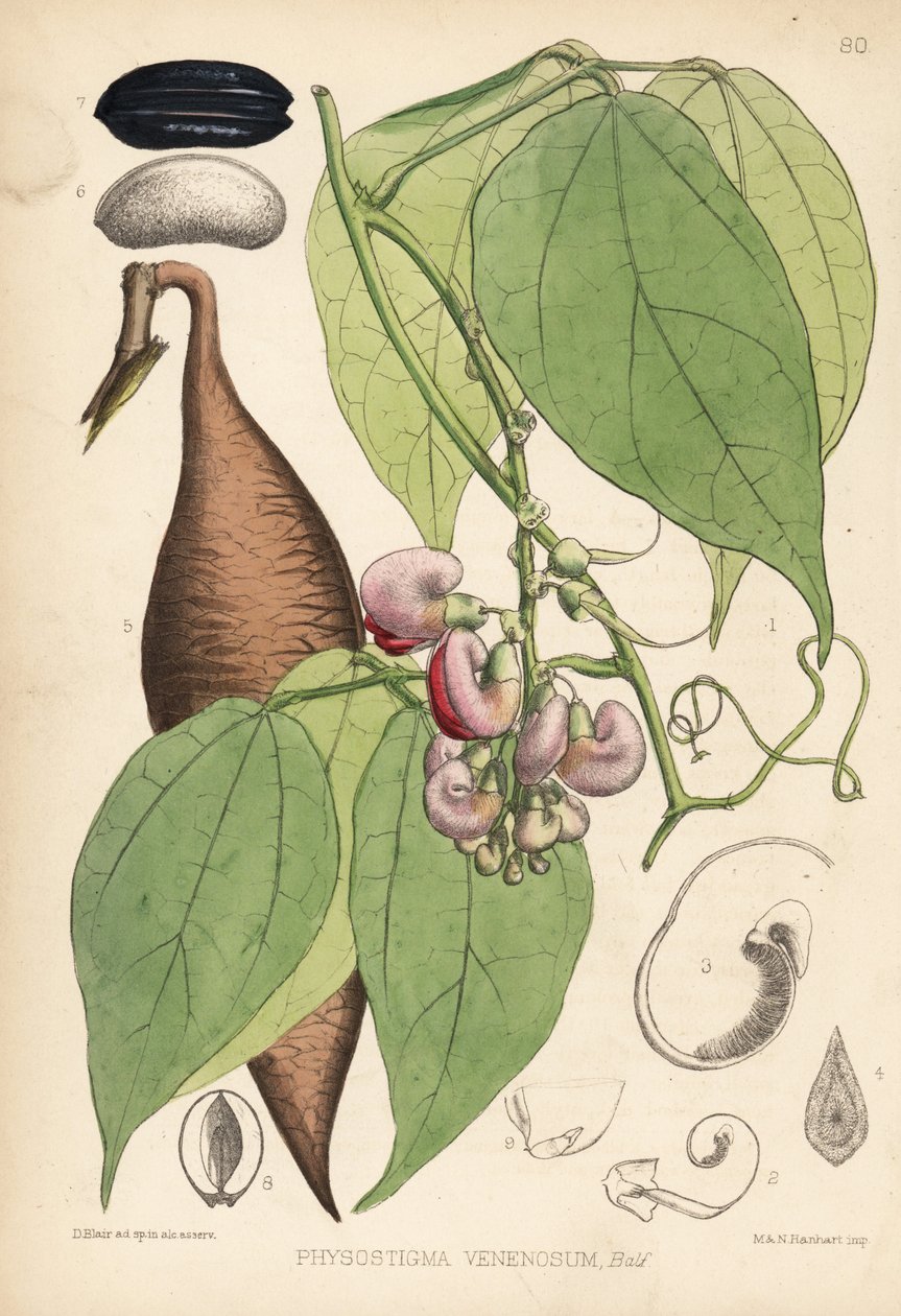 Calabar bean or ordeal bean. Physostigma venenosum by Unbekannter Künstler