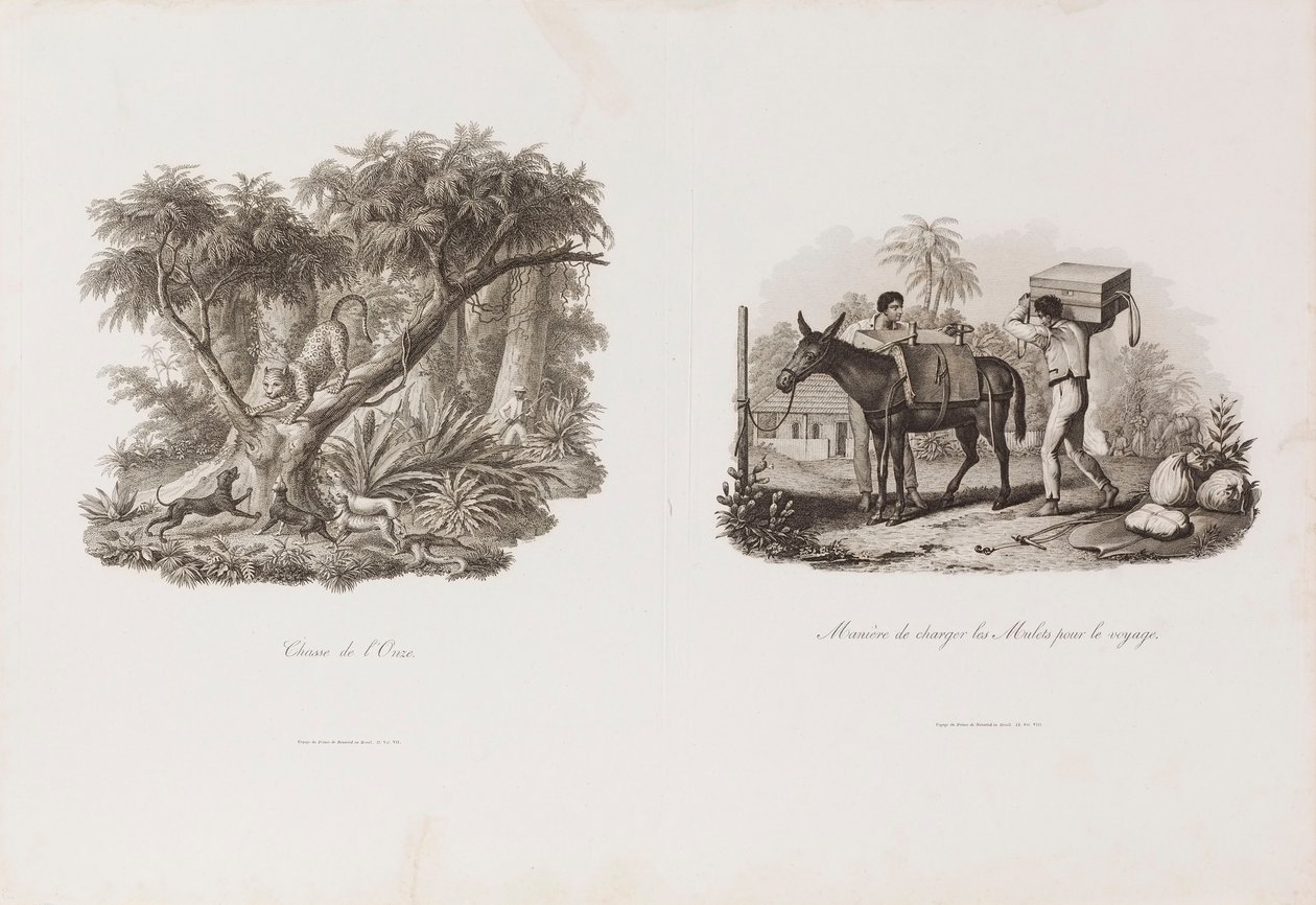 Hunt of the Eleven, from the Brasiliana Iconographic Collection by Unbekannter Künstler