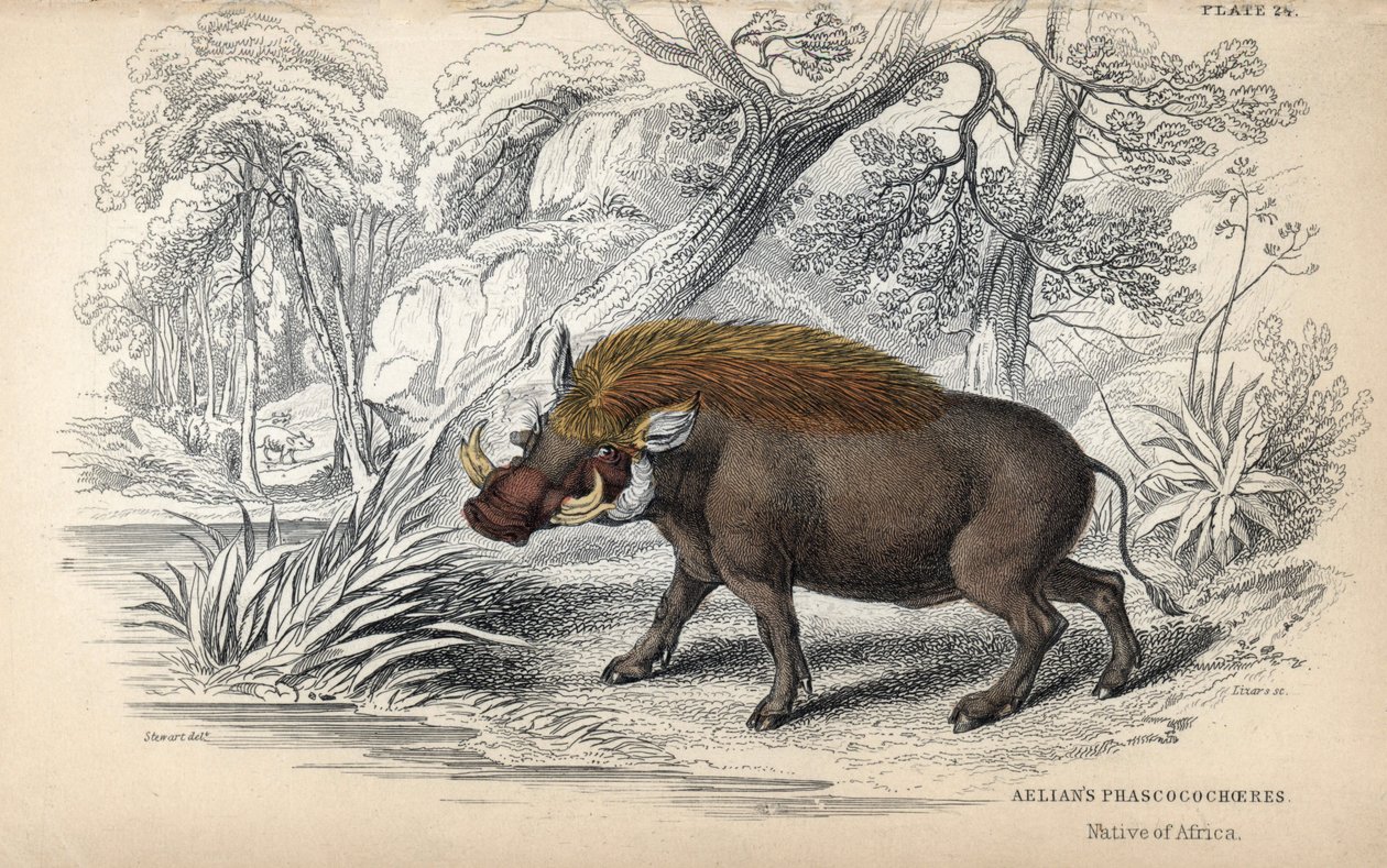 Common African warthog (Phacochoerus africanus). Copper engraving by William Lizars, based on a drawing by James Stewart, published in the Naturalist Library: mammals, pachyderms and quadrupeds with fine skin, edited by W. H. Lizars, in Edinburgh, Scotland by Unbekannter Künstler