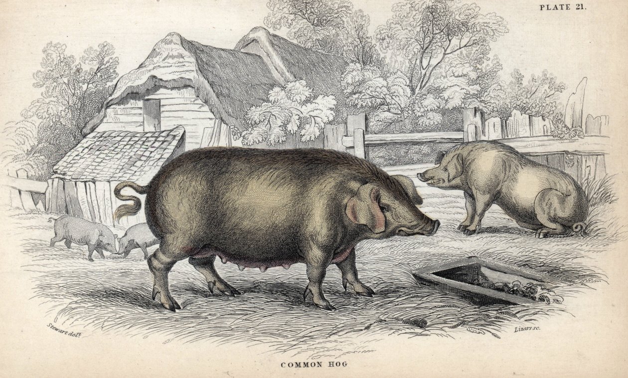 Common pig (Sus domestica) in a pigsty. Copper engraving by William Lizars, based on a drawing by James Stewart, published in the Naturalist Library: mammals, pachyderms and quadrupeds with fine skin, edited by W. H. Lizars, in Edinburgh, Scotland by Unbekannter Künstler