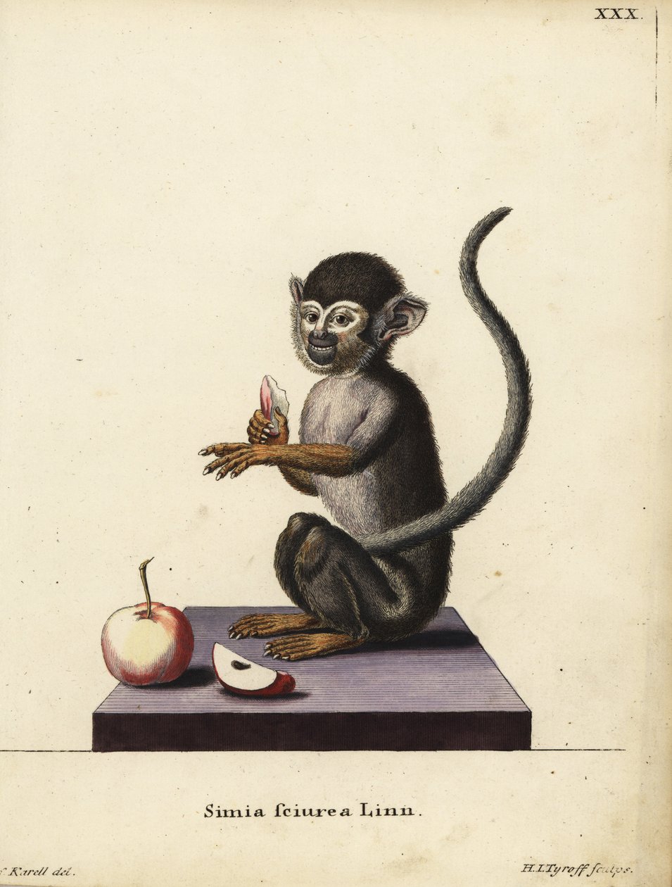 Common Squirrel Monkey, Saimiri sciureus. Simia sciurea Linn. Handcoloured copperplate engraving by Hermann Jakob Tyroff after an illustration by Joseph Karell from Johann Christian Daniel Schreber