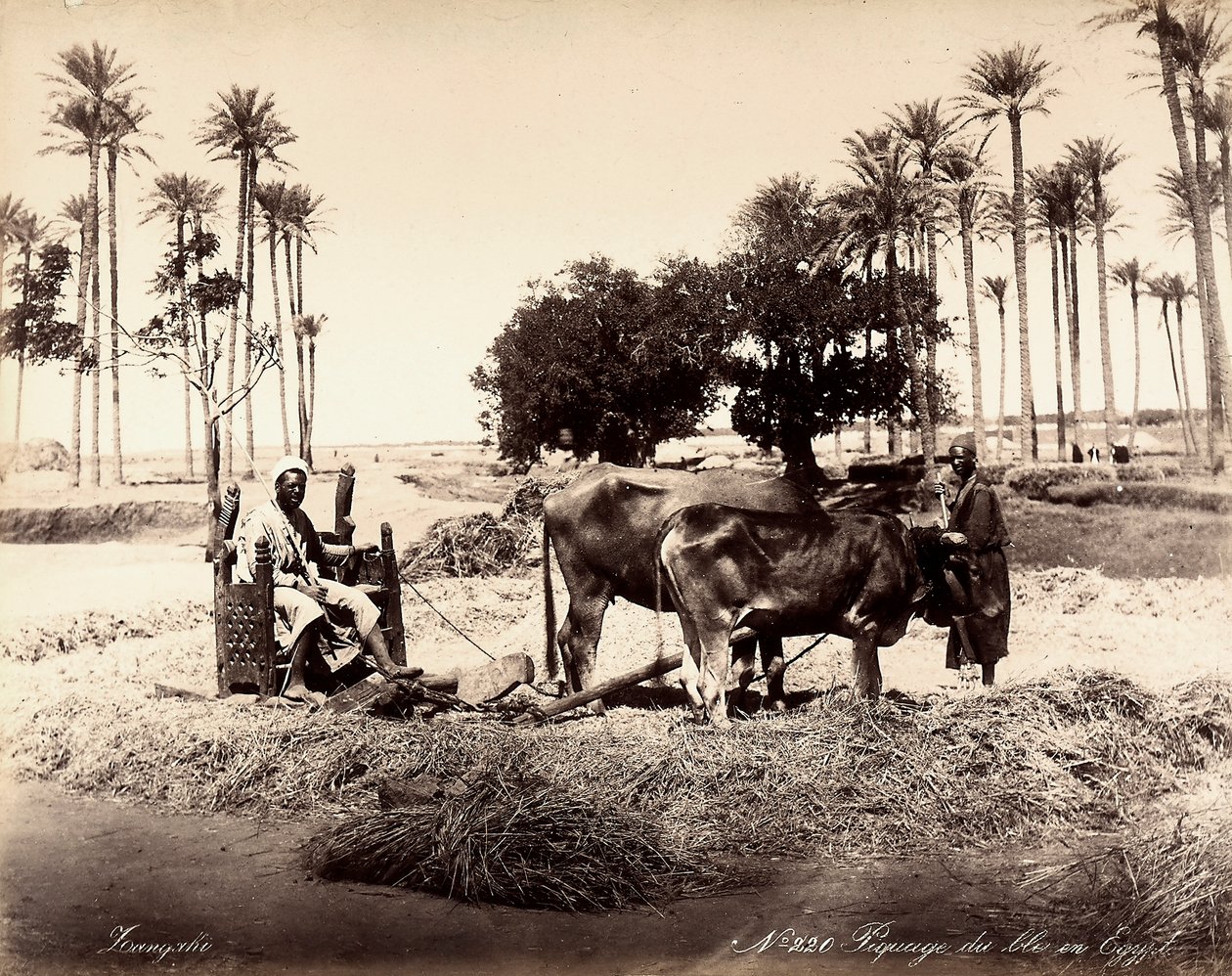 Corn reaping in Egypt by Unbekannter Künstler