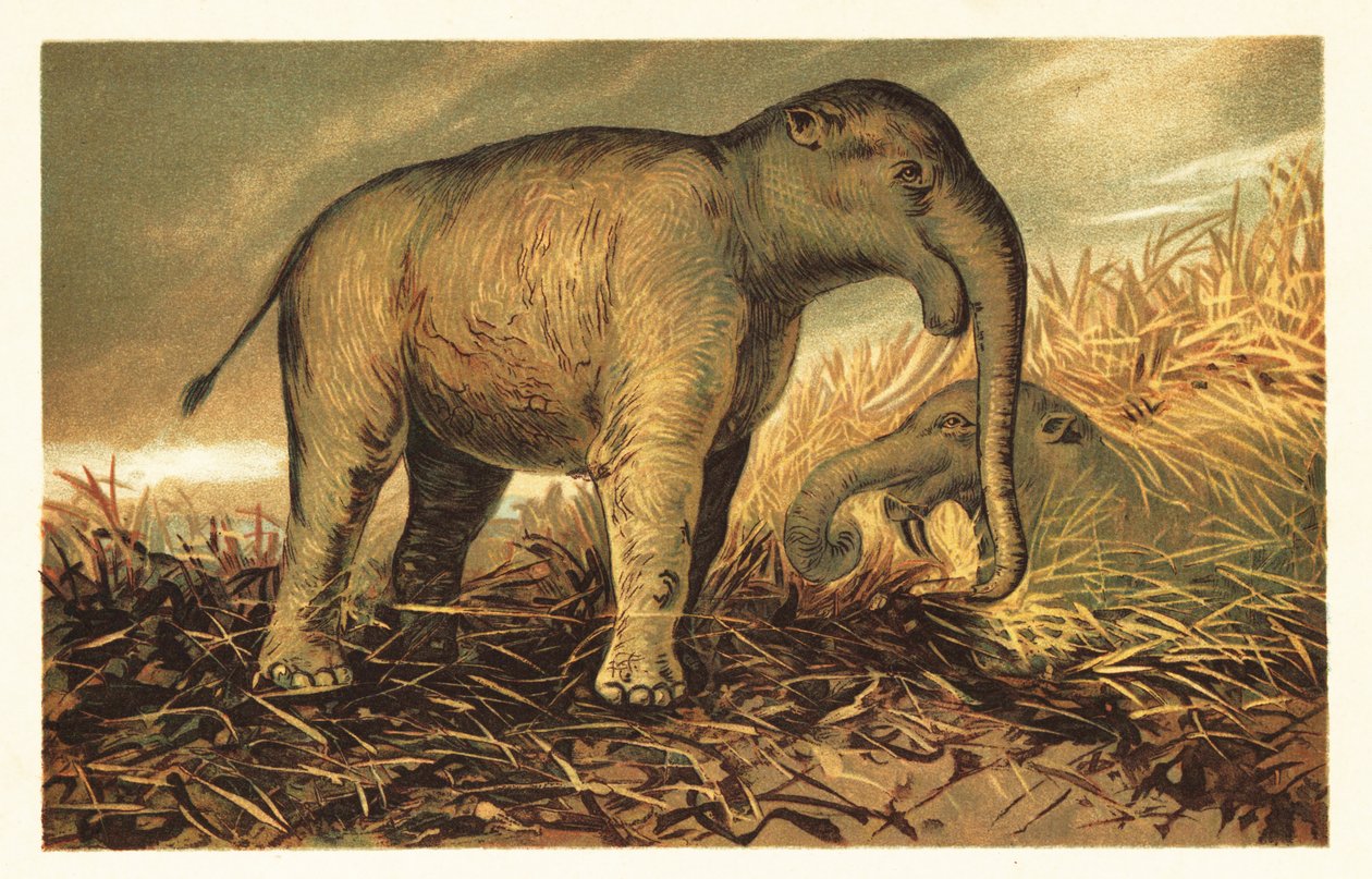 Deinotherium Giganteum, Large Prehistoric Relative of Modern-Day 1908 by Unbekannter Künstler