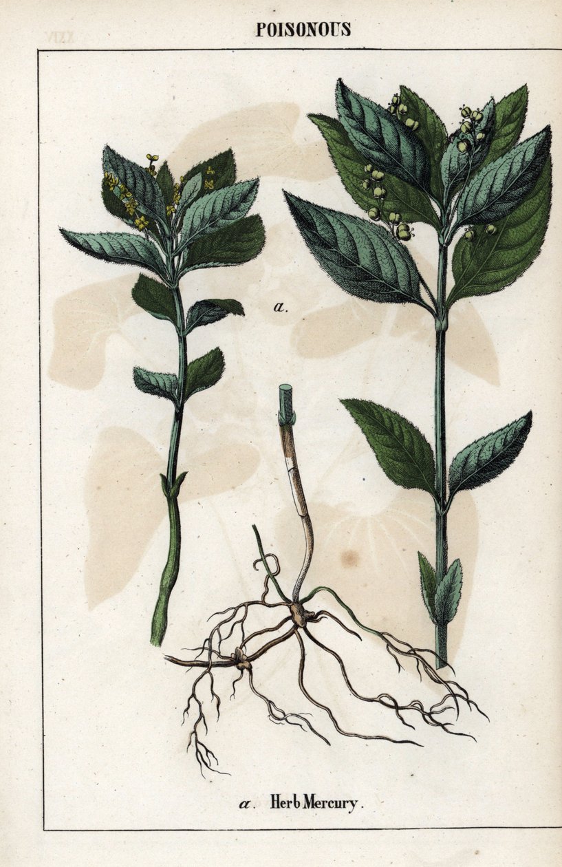 Description of the annual mercuriale, plant flowers, fruits and roots by Unbekannter Künstler