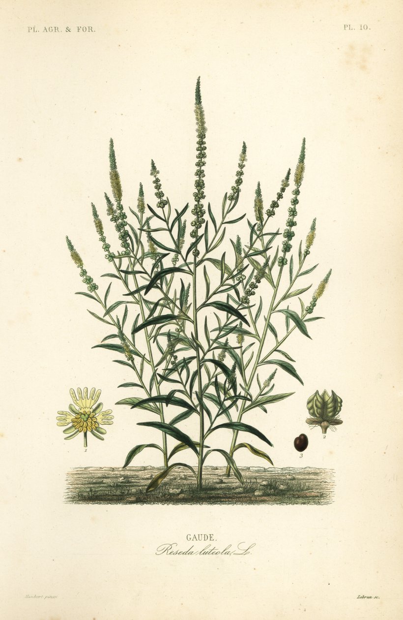Dyer