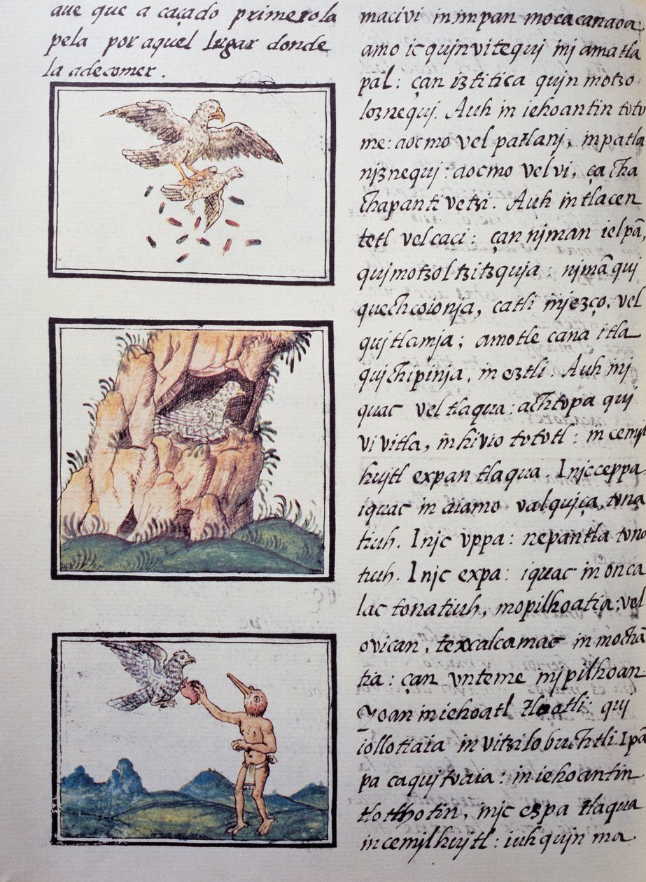 Eagles, Page from the Florentine Codex by William M. Timlin