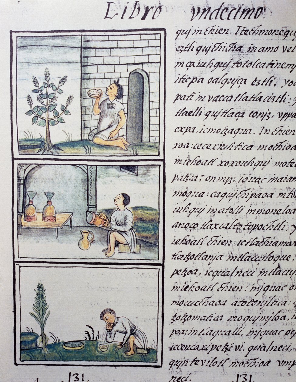 Edible plants, page from Book XI of the Florentine Codex, General History of the Things of New Spain, by Fray Bernardino de Sahagun by William M. Timlin