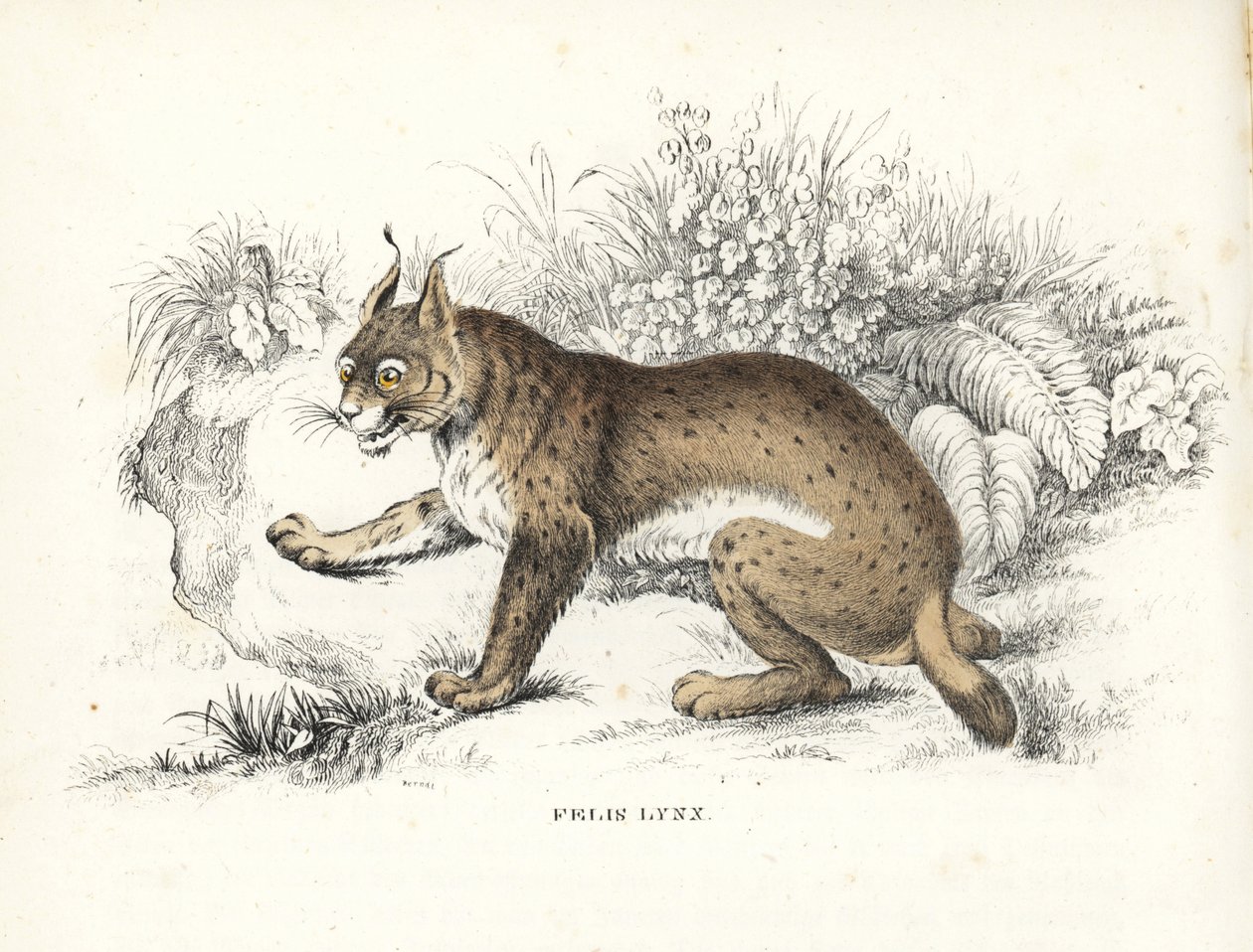 Eurasian lynx, Lynx lynx. Handcoloured lithograph from Georg Friedrich Treitschke