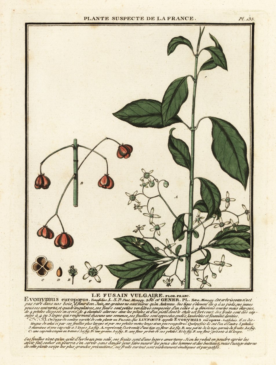 European Spindle, Euonymus europaeus by Unbekannter Künstler