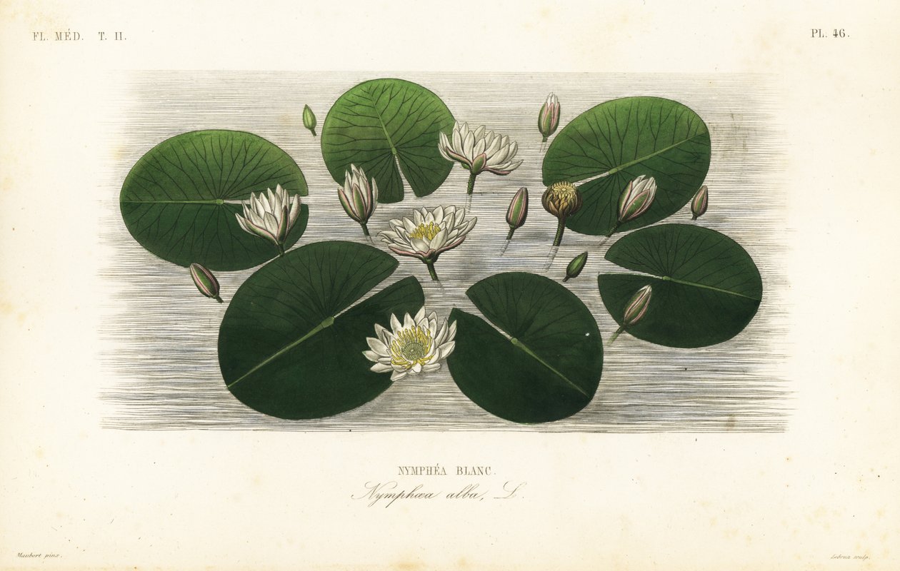 European white water lily by Unbekannt