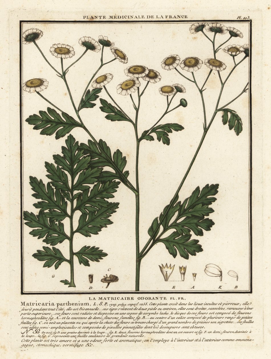 Feverfew, Tanacetum Parthenium by Unbekannter Künstler