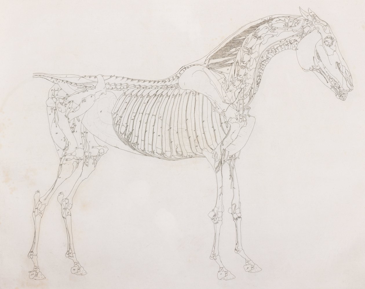 Fifth dissected layer of a horse, side view by Unbekannt