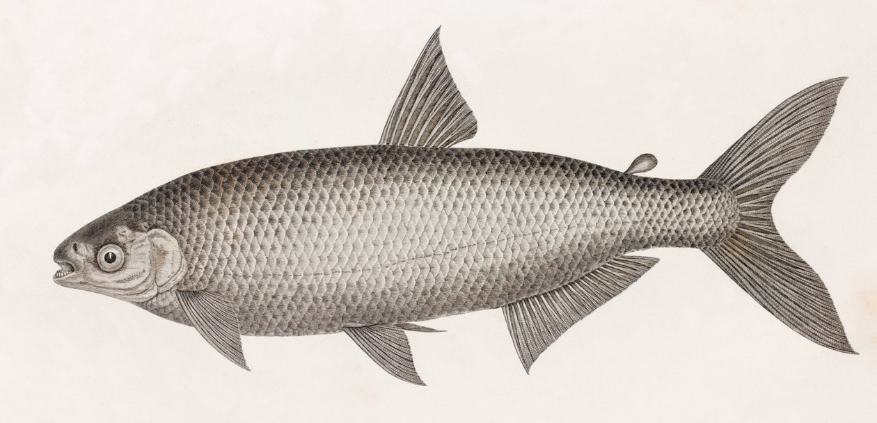 Fish: Characin by Unbekannt