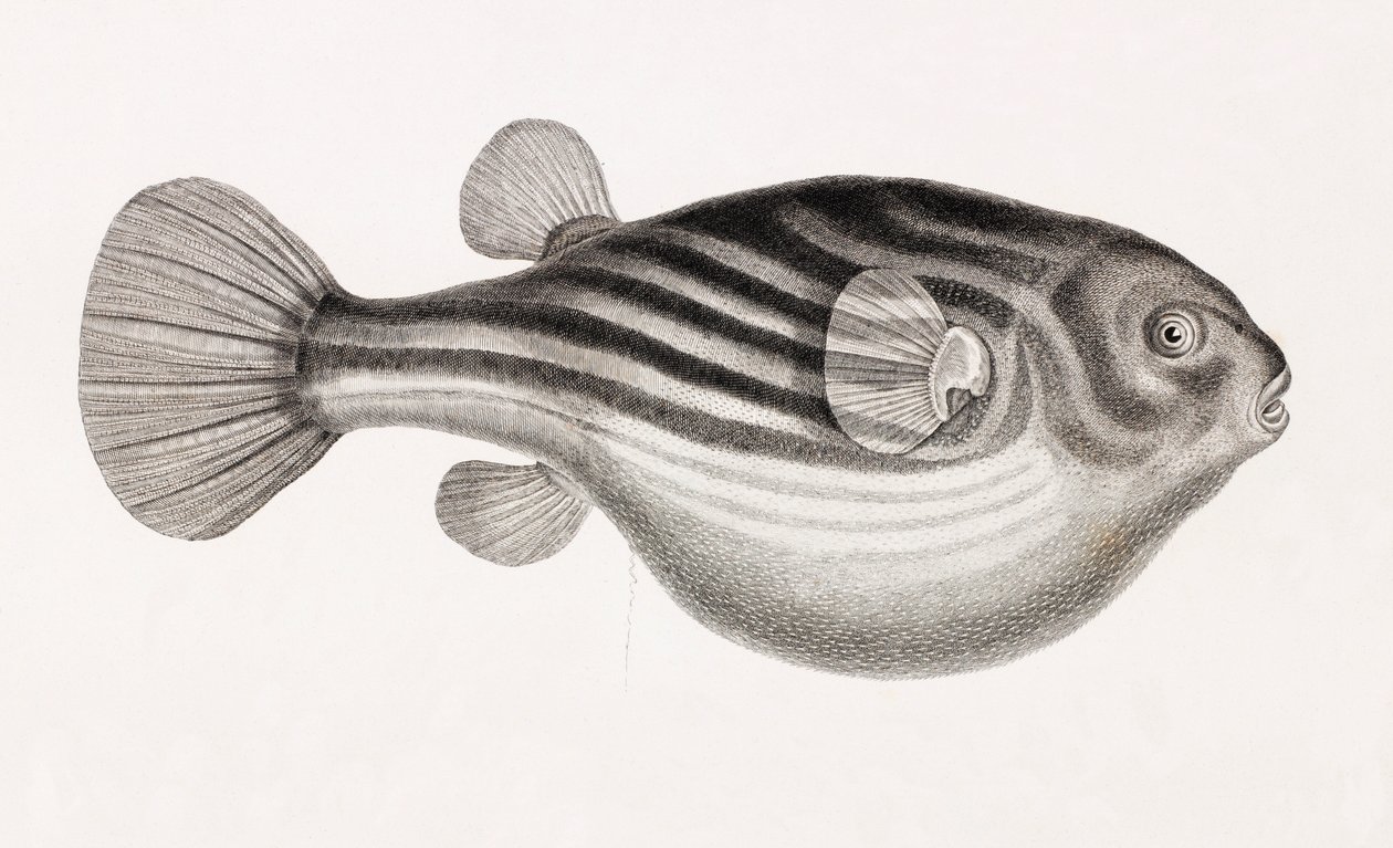 Fish: Tetrodon (detail) by Unbekannt