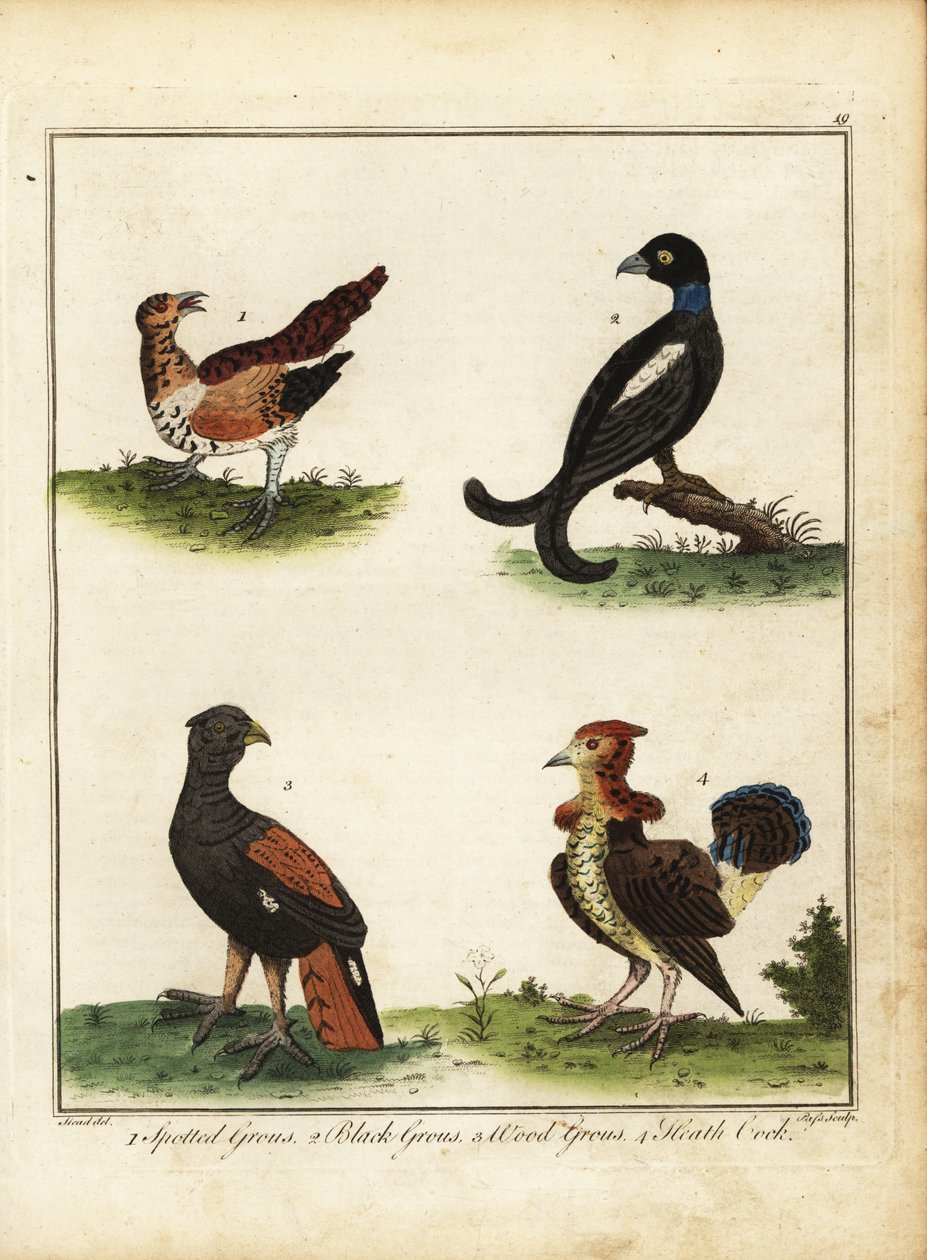 Game Birds: Spotted Grouse, Black Grouse, Wood Grouse, Heath Cock 1792 by Unbekannter Künstler