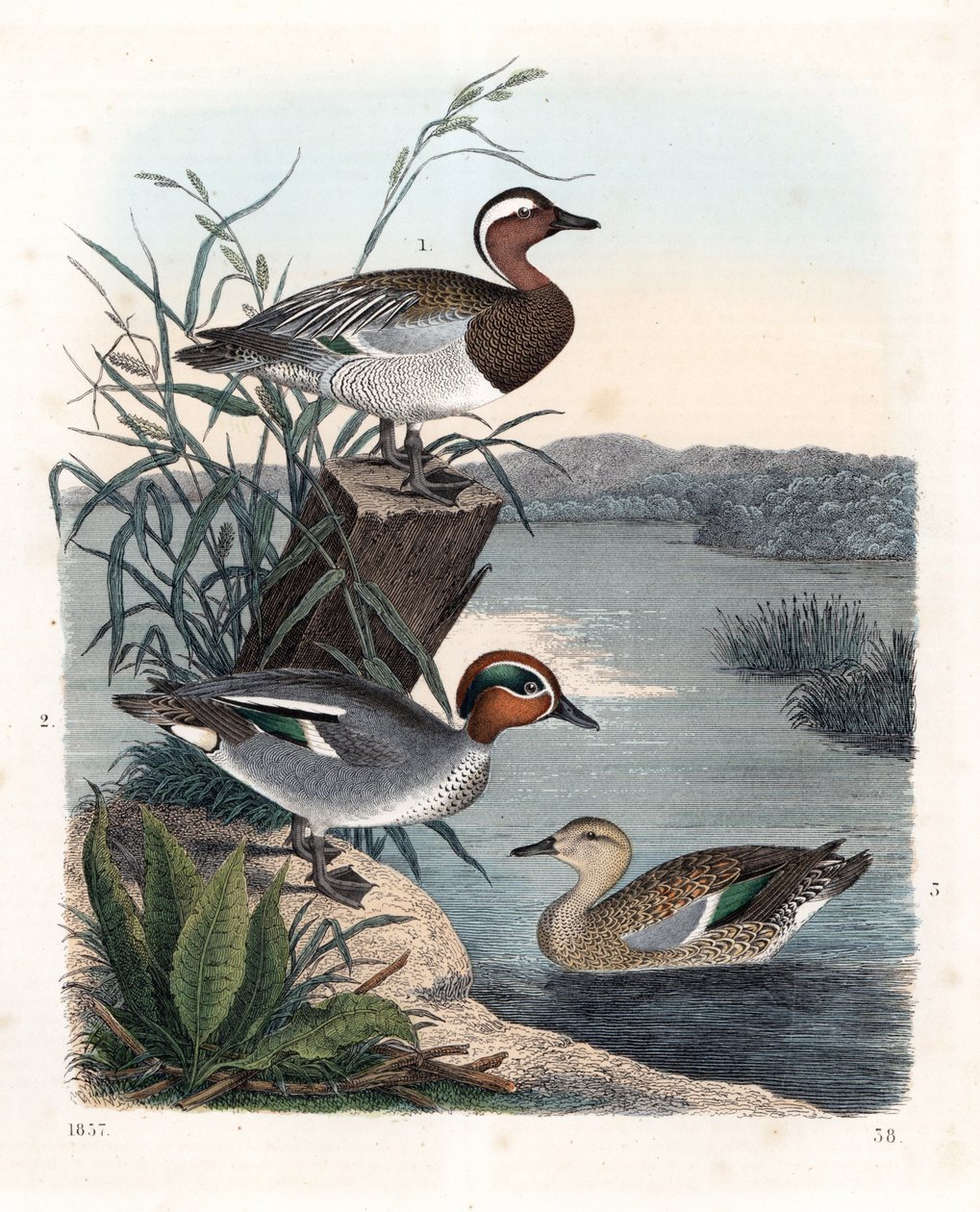 Garganey - Summer Teal, Anas Querquedula, and Common Teal - Winter Teal, Anas Crecca, Male and Female. Handcoloured Lithograph from Carl Hoffmann