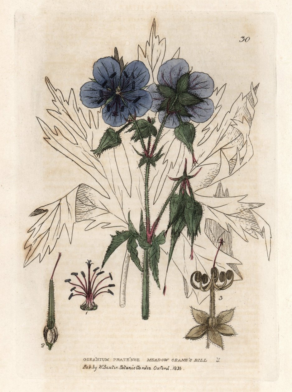 Geranium of the Pres by Unbekannter Künstler