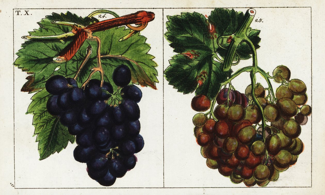 Grape varieties, Vitis vinifera by Unbekannter Künstler