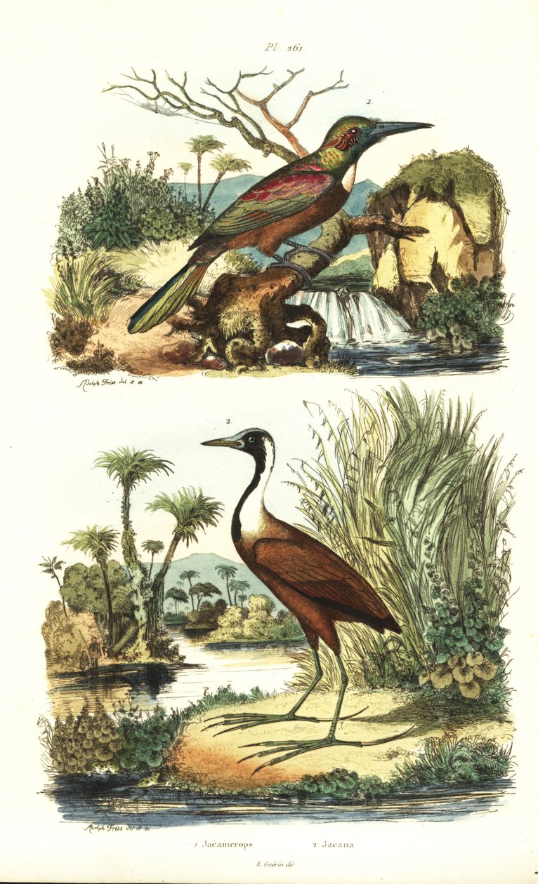 Great jacamar, Jacamerops aureus, and northern jacana, Jacana spinosa by Unbekannt
