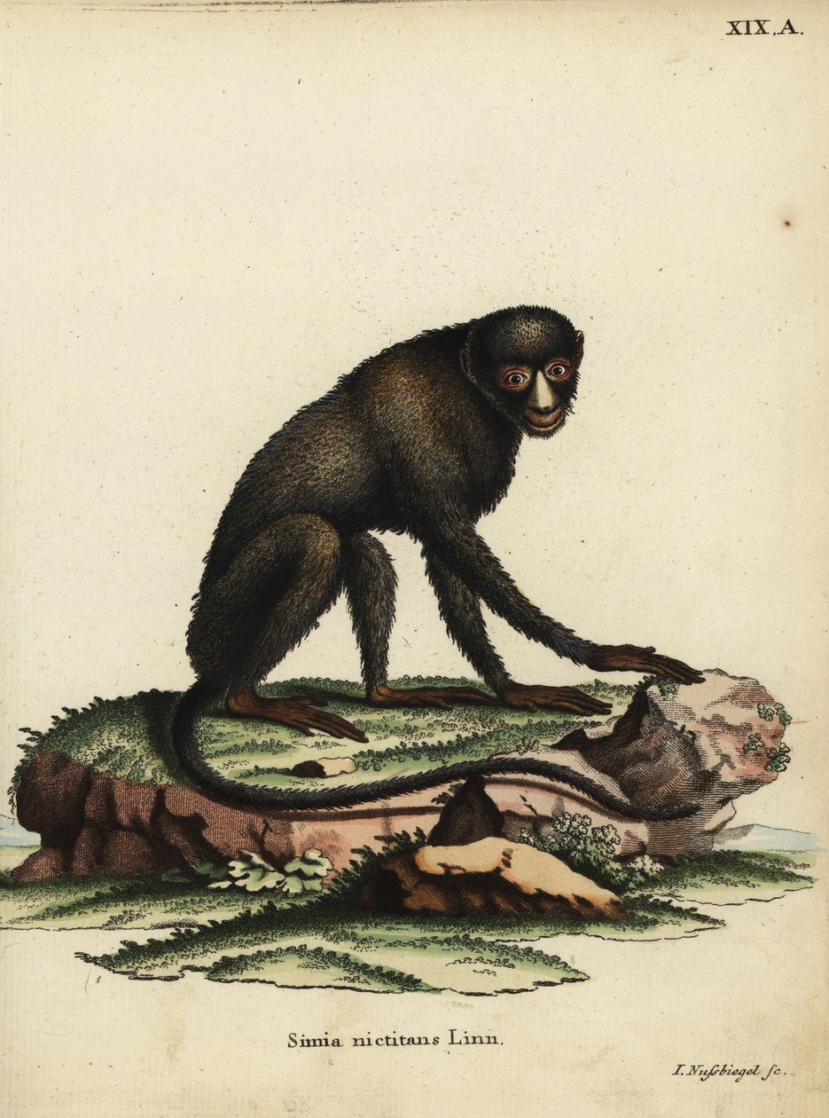 Greater Spot-nosed Monkey or Putty-nosed Monkey. Cercopithecus ...