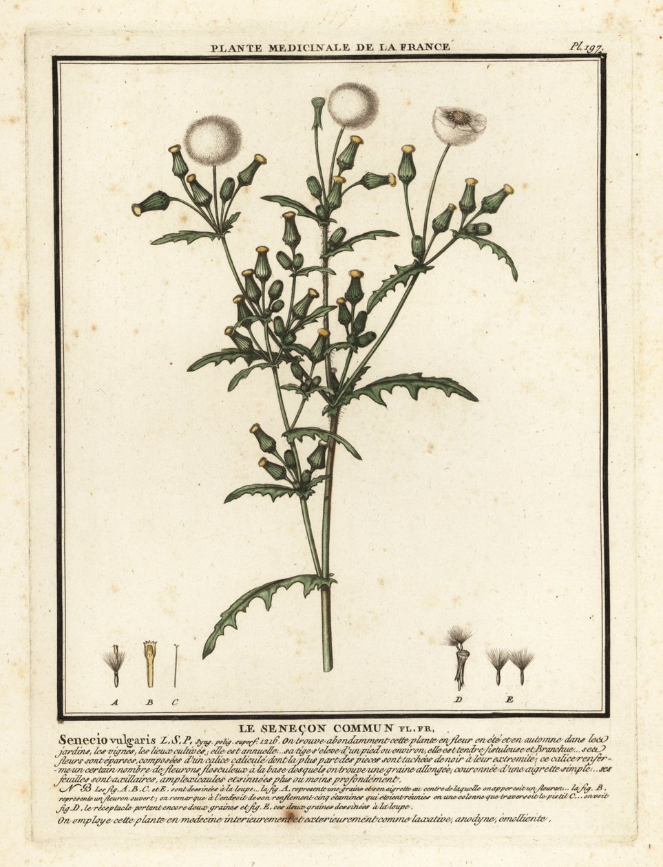 Groundsel, Senecio Vulgaris by Unbekannter Künstler