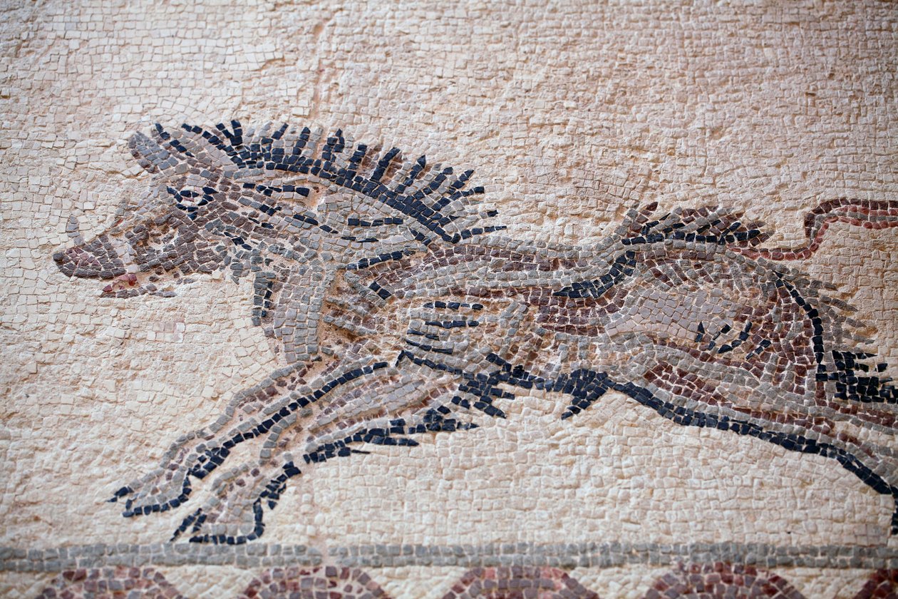 Hunting scene: A wild boar - Paphos mosaics, House of Dionysos - End of the 2nd Century AD - Cyprus - (detail) by William M. Timlin