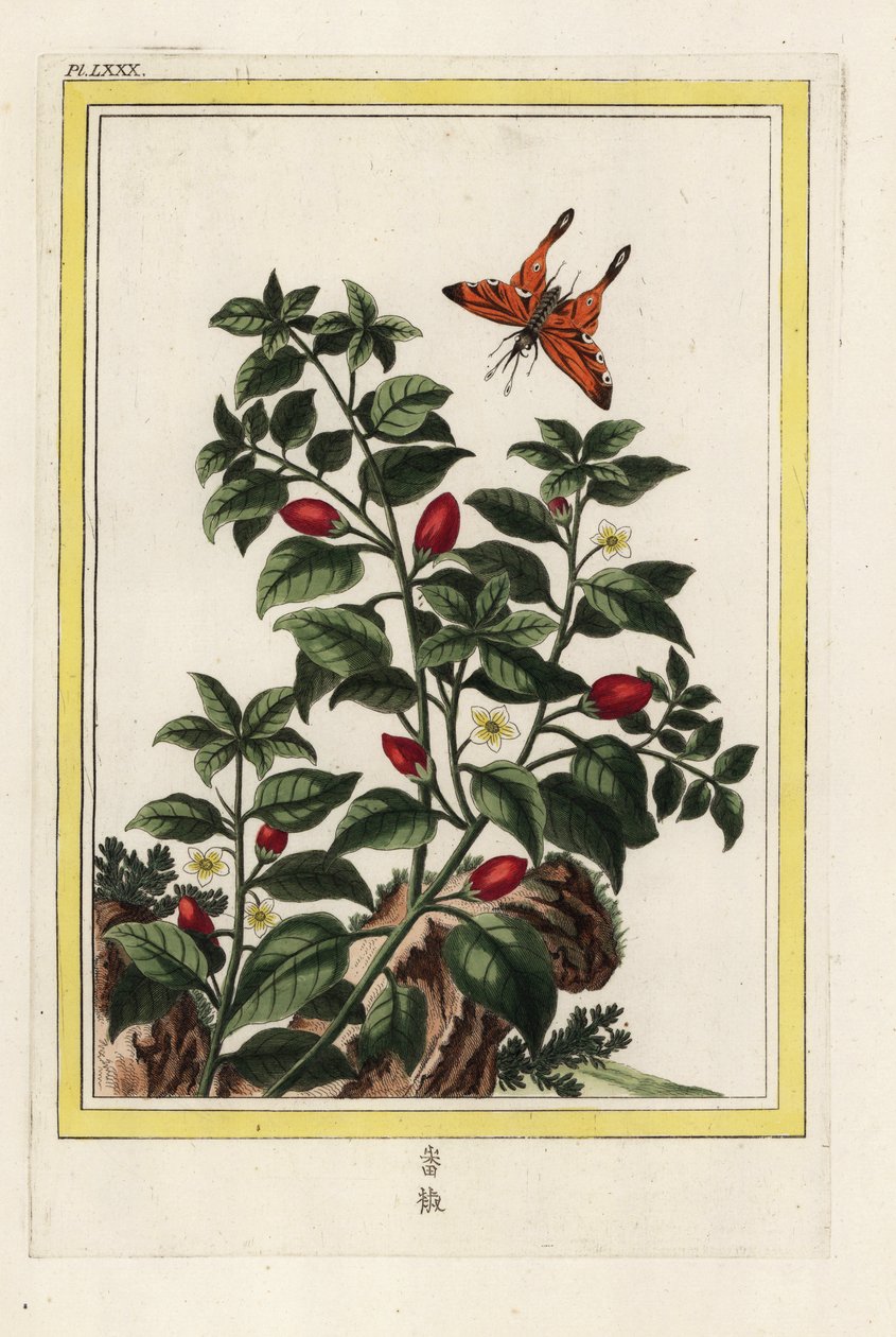India Pepper. Pepper, Capsicum annuum. Handcoloured etching from Pierre Joseph Buchoz 