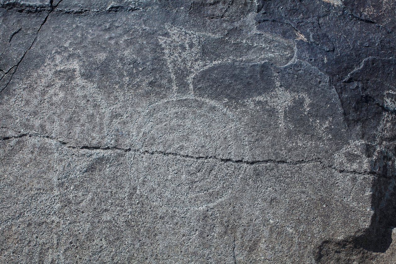 Indian Petroglyphs - Animal and Symbolic Representation - Petroglyph National Monument - Albuquerque, New Mexico, USA by William M. Timlin