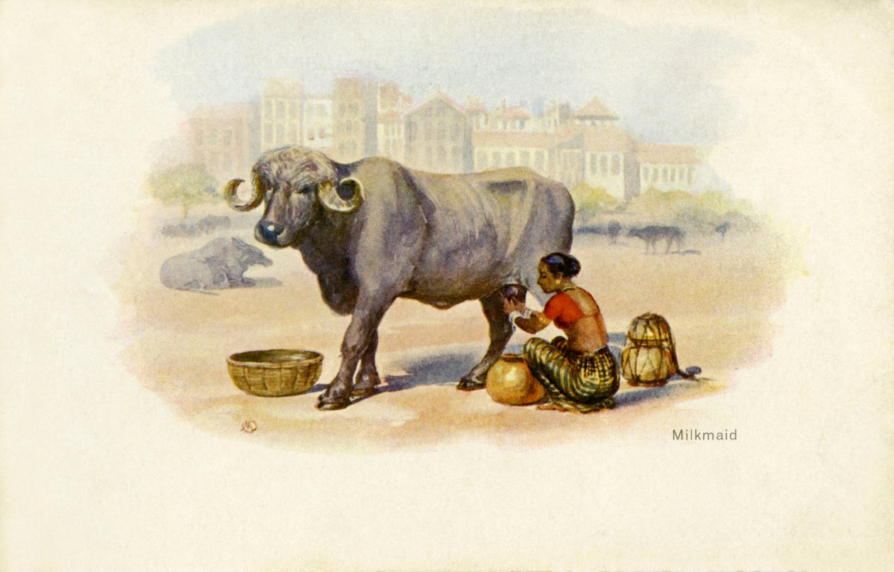 Indian milkmaid and ox by Unbekannter Künstler
